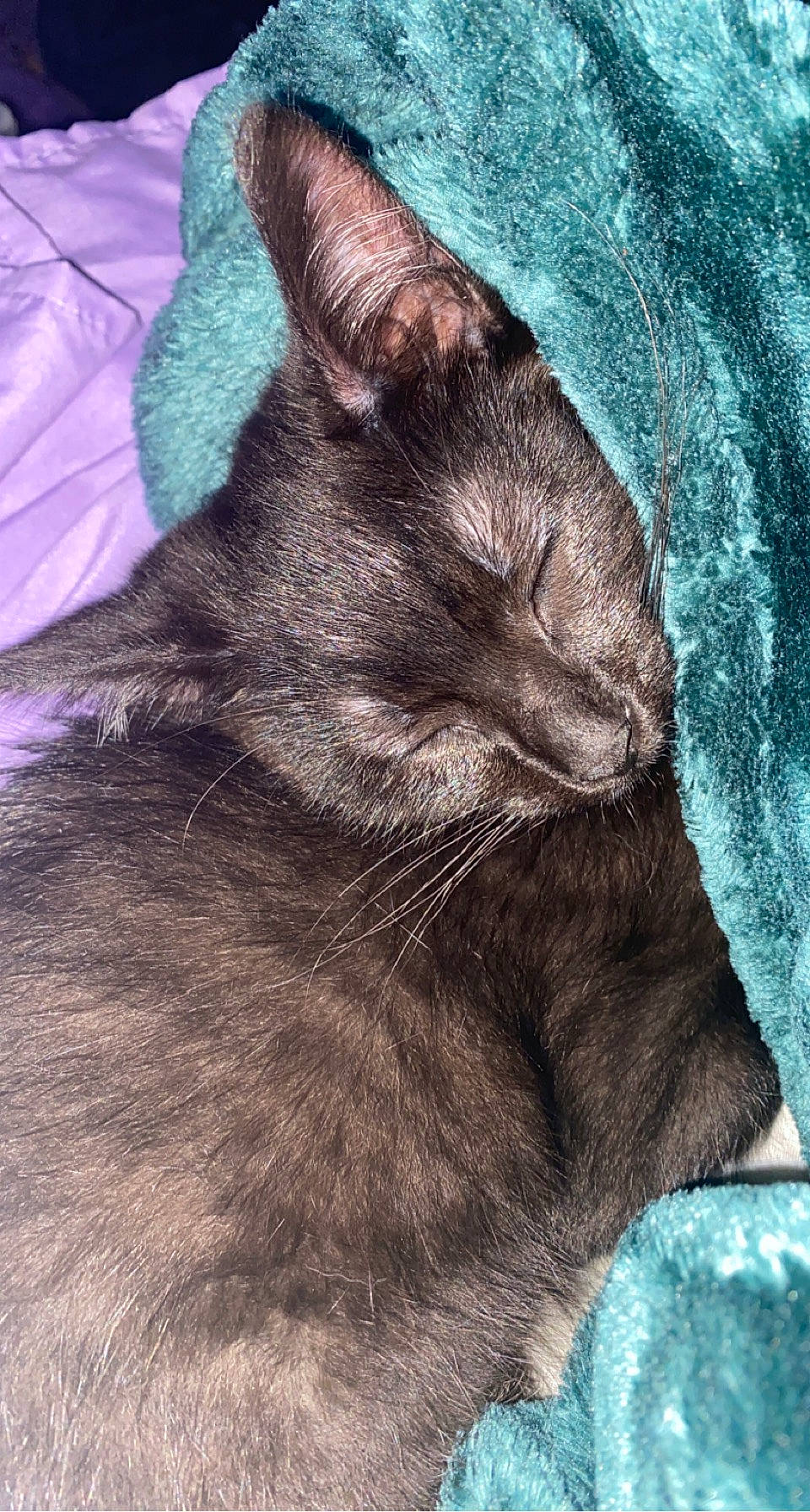 Uno is registered to the contest to win money with this photo: black_cat, carnivore, cat, claw, comfort, domestic_short_haired_cat, ear, electric_blue, eye, felidae, fur, grey, leg, plant, small_to_medium_sized_cats, snout, tail, textile, tree, whiskers