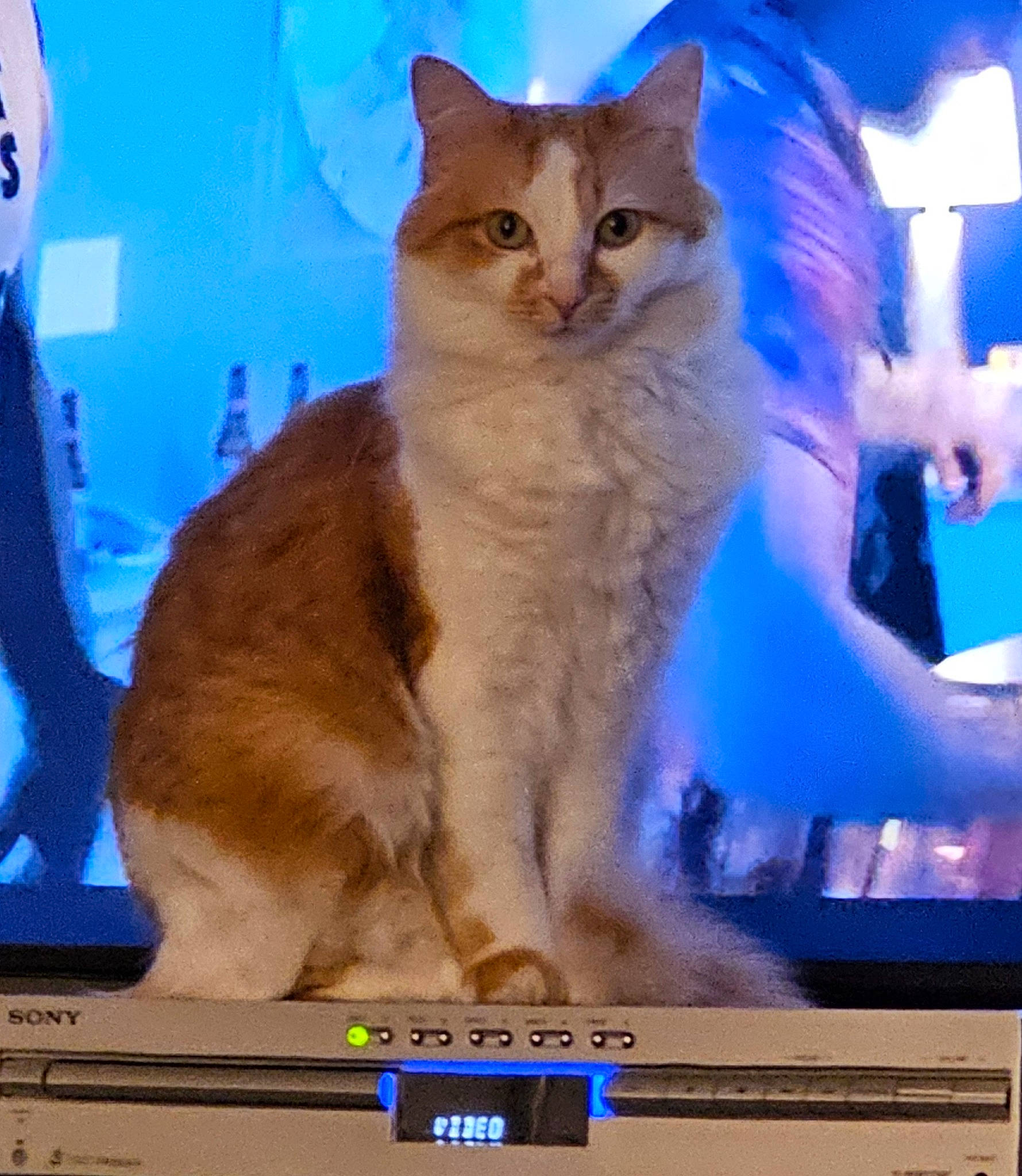 Mia is registered to the contest to win money with this photo: advertising, carnivore, cat, cat_supply, display_device, domestic_short_haired_cat, electric_blue, fawn, felidae, font, fur, gesture, media, organism, paw, pet_supply, photo_caption, small_to_medium_sized_cats, tail, whiskers