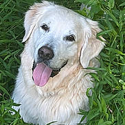 Zack is registered to the contest to win money with this photo: animal, canine, close_up, cute, dog, ears, fluffy, friendly, fur, greenery, happy_dog, headshot, nature, outdoor, pet, plants, portrait, smiling, tongue_out, white_dog