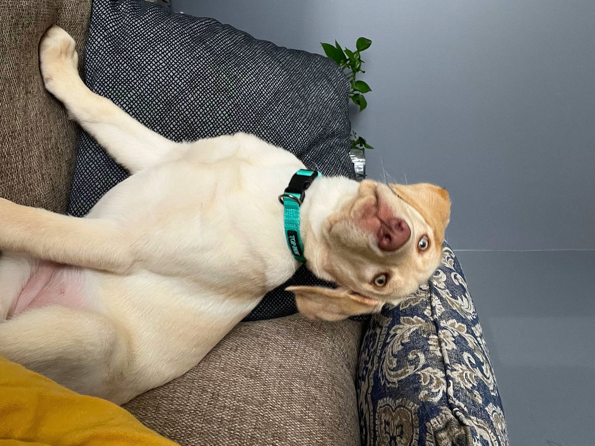 Polly joined the competition — help win amazing prizes! abdomen, canidae, carnivore, collar, comfort, companion_dog, dog, dog_breed, dog_supply, fashion_accessory, fawn, felidae, fur, human_leg, linens, sporting_group, tail, trunk, whiskers, wrist