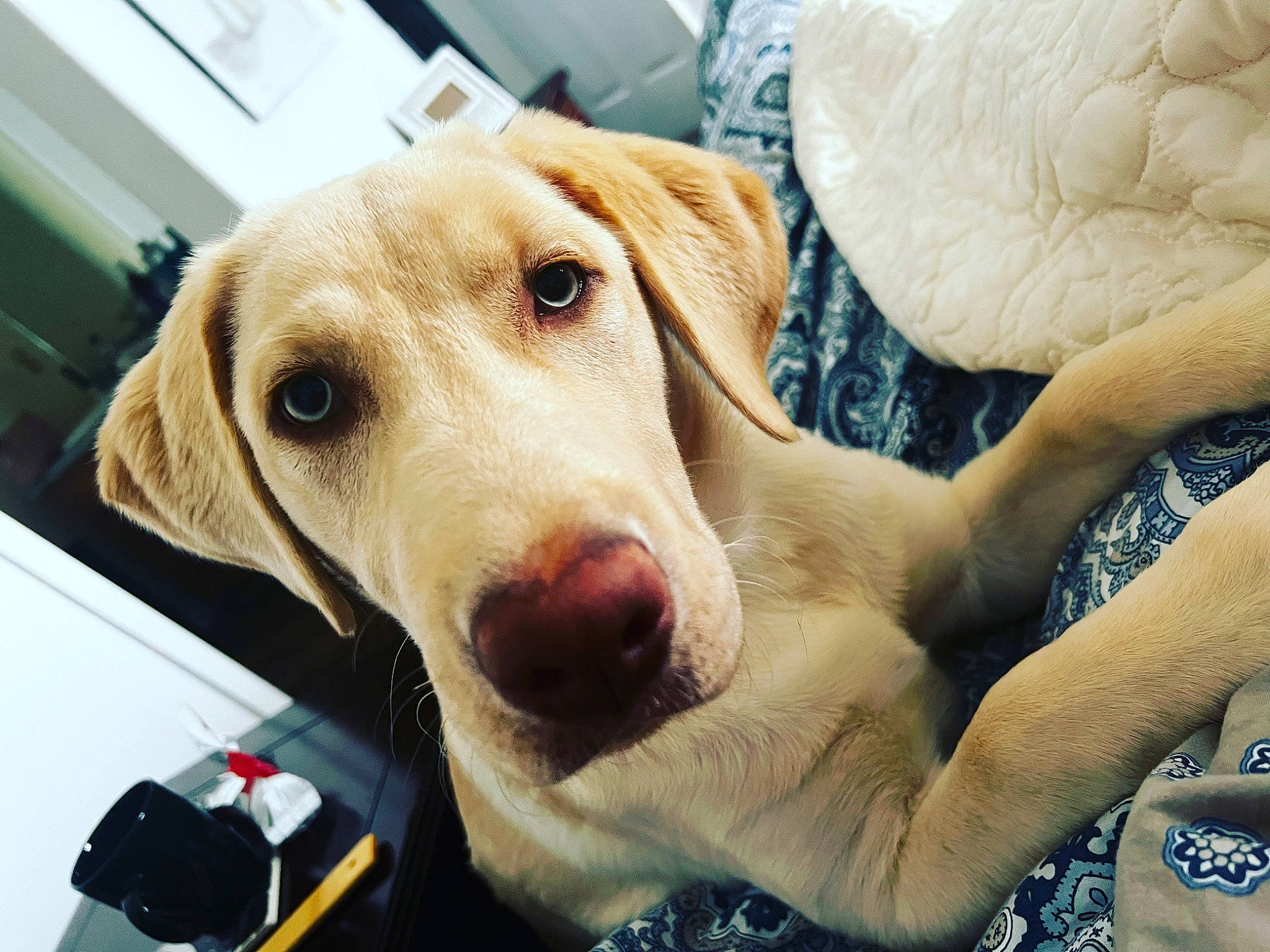 Polly is registered to the contest to win money with this photo: canidae, carnivore, comfort, companion_dog, dog, dog_breed, dog_supply, ear, fawn, fur, guard_dog, happy, jaw, paw, retriever, selfie, snout, sporting_group, whiskers, working_animal