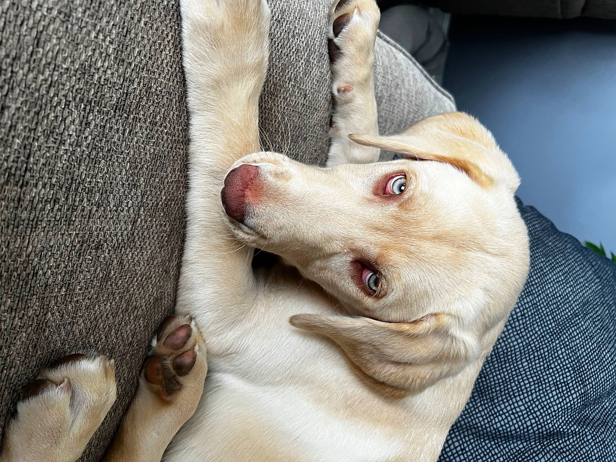 Polly is registered to the contest to win money with this photo: canidae, carnivore, comfort, companion_dog, dog, dog_breed, ear, fawn, felidae, fur, gesture, grey, jaw, musical_instrument, paw, small_to_medium_sized_cats, snout, sporting_group, whiskers, yawn