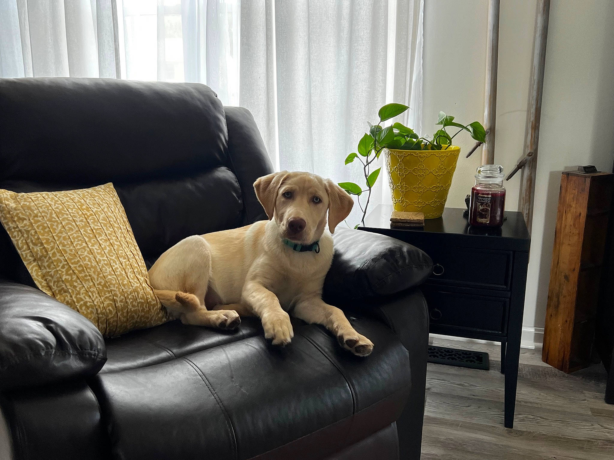 Polly joined the competition — help win amazing prizes! carnivore, comfort, companion_dog, couch, dog, dog_breed, fawn, floor, flooring, flowerpot, furniture, houseplant, interior_design, living_room, mammal, plant, studio_couch, table, window, wood