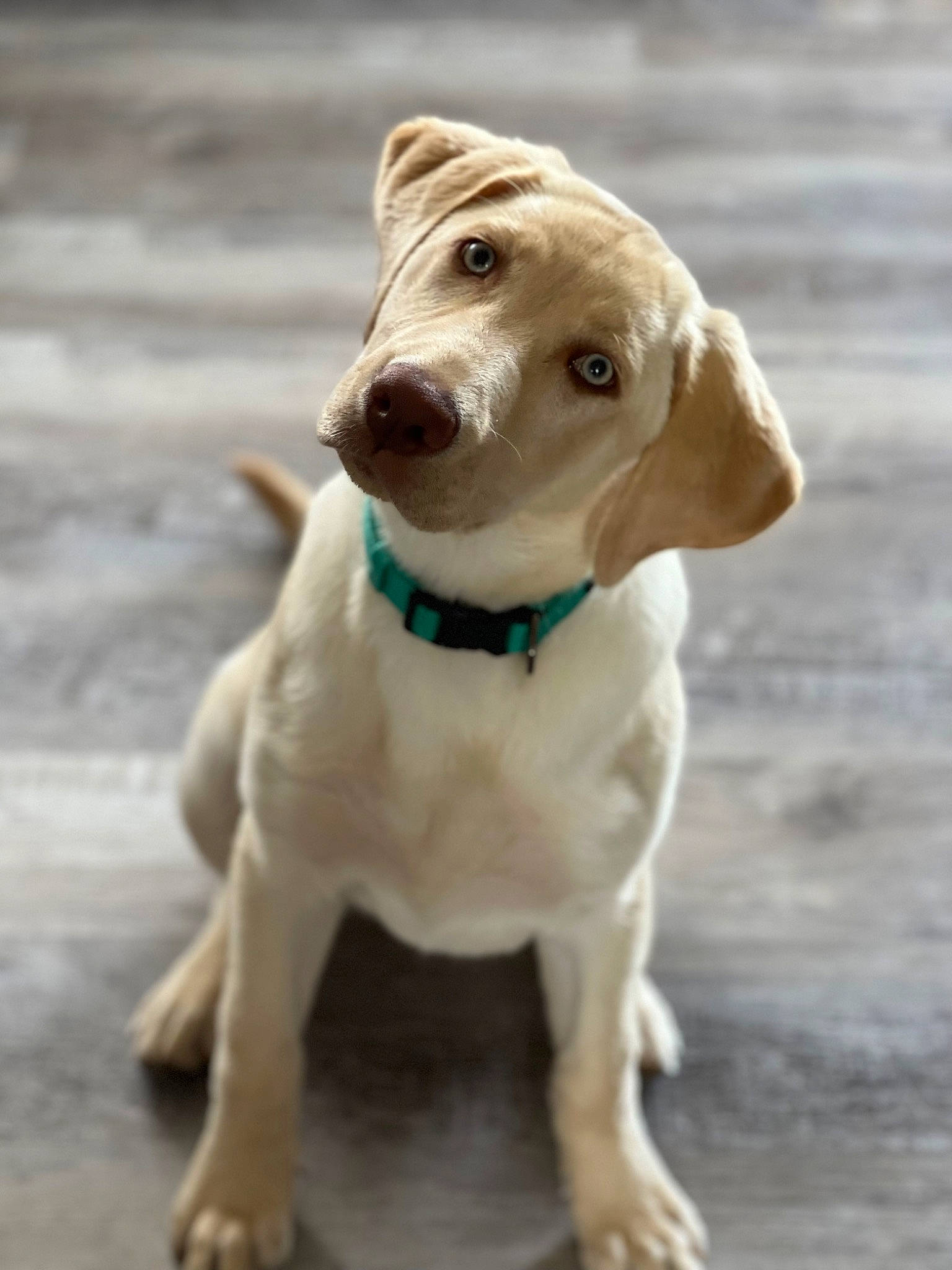Polly is registered to the contest to win money with this photo: canidae, carnivore, collar, companion_dog, dog, dog_breed, dog_collar, dog_supply, eye, fawn, fur, leash, liver, pet_supply, puppy, snout, sporting_group, whiskers, wood, working_animal