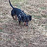 dog, dachshund, black_and_tan, short_legs, long_body, harness, leash, tail, floppy_ears, outdoor, grass, dry_grass, leaves, backyard, pet, animal, standing, looking_at_camera, portrait, natural_light