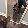 Slade is registered to the contest to win money with this photo: dog, dachshund, pet, mirror, reflection, animal, black_and_tan, indoor, bedroom, hardwood_floor, person, leash, collar, sitting, standing, curious, portrait, home, laundry_basket, photography