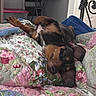 Slade is registered to the contest to win money with this photo: dog, sleeping, pet, bed, bedspread, floral, indoors, bedroom, resting, relaxed, black_and_tan, long_ears, paws, snout, closed_eyes, cozy, blanket, furniture, portrait, nap