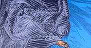 Slade is registered to the contest to win money with this photo: dog, doberman, sleeping, resting, blanket, bed, blue_bedding, indoor, pet, black_and_tan, short_hair, paws, snout, closed_eyes, cozy, curled_up, portrait, photography, home, relaxed