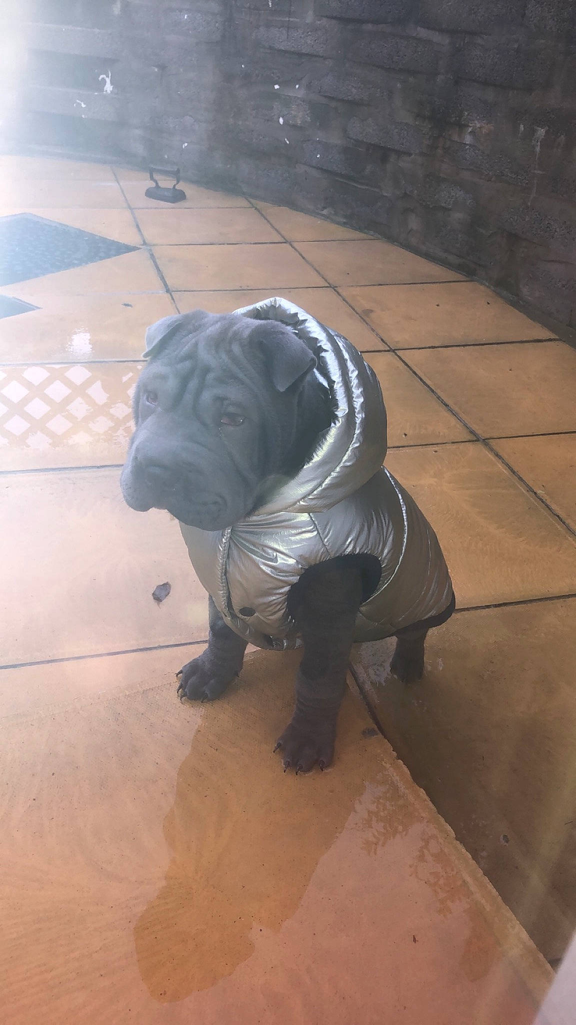 Darcie joined the competition — help win amazing prizes! american_pit_bull_terrier, canidae, carnivore, companion_dog, dog, dog_breed, fawn, floor, flooring, neapolitan_mastiff, non_sporting_group, pit_bull, shar_pei, snout, sporting_group, tile