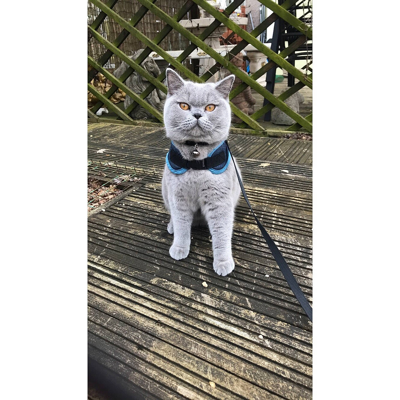 Gus is registered to the contest to win money with this photo: asian, british_shorthair, carnivore, cat, chartreux, domestic_short_haired_cat, european_shorthair, felidae, mammal, scottish_fold, small_to_medium_sized_cats, tail, vertebrate, whiskers