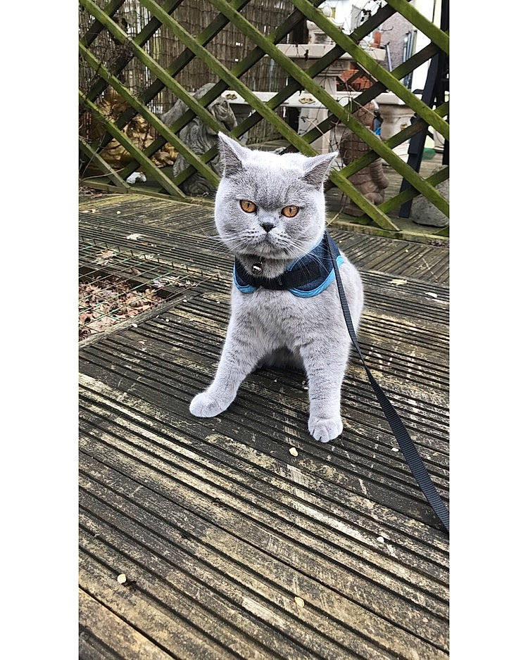 Gus is registered to the contest to win money with this photo: asian, british_shorthair, carnivore, cat, chartreux, domestic_short_haired_cat, european_shorthair, fawn, felidae, kitten, mammal, ojos_azules, polydactyl_cat, russian_blue, scottish_fold, small_to_medium_sized_cats, tail, vertebrate, whiskers