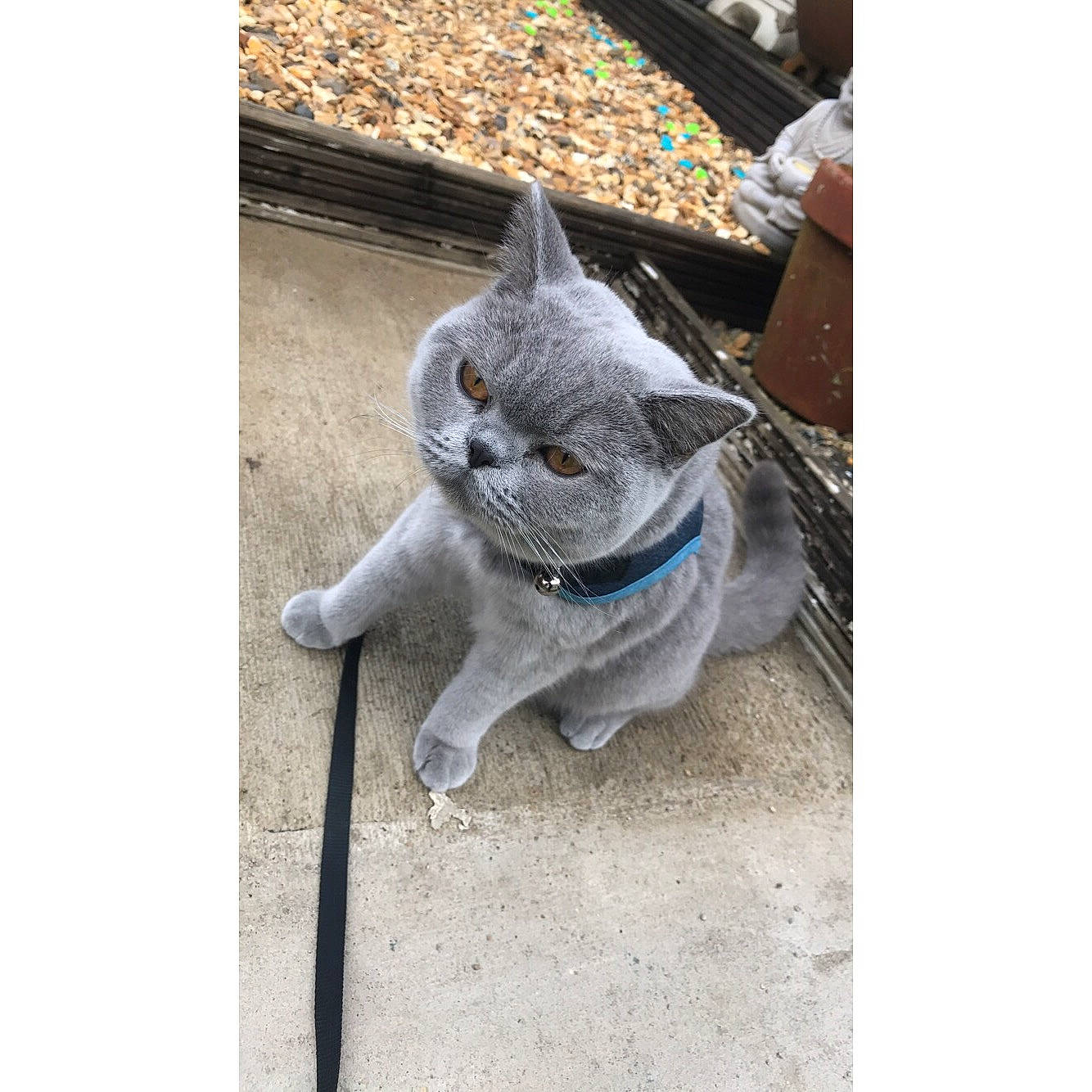 Gus is registered to the contest to win money with this photo: asian, british_shorthair, carnivore, cat, chartreux, domestic_short_haired_cat, fawn, felidae, kitten, korat, mammal, russian_blue, small_to_medium_sized_cats, tabby_cat, tail, whiskers