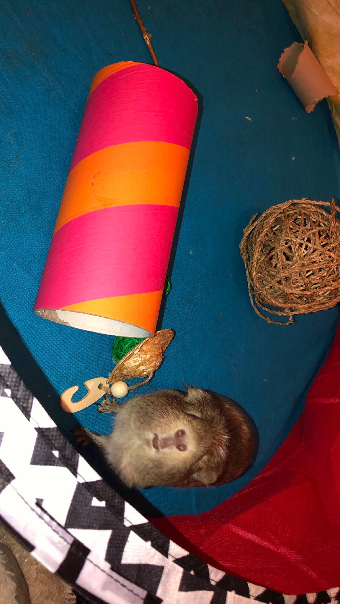 Reggie is registered to the contest to win money with this photo: gerbil, guinea_pig, hamster, muridae, muroidea, rodent