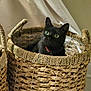 cat, black_cat, basket, woven, pet, indoor, curious, fur, animal, domestic_animal, eyes, collar, texture, cozy, soft_light, home, cute, sitting, comfort, relaxed