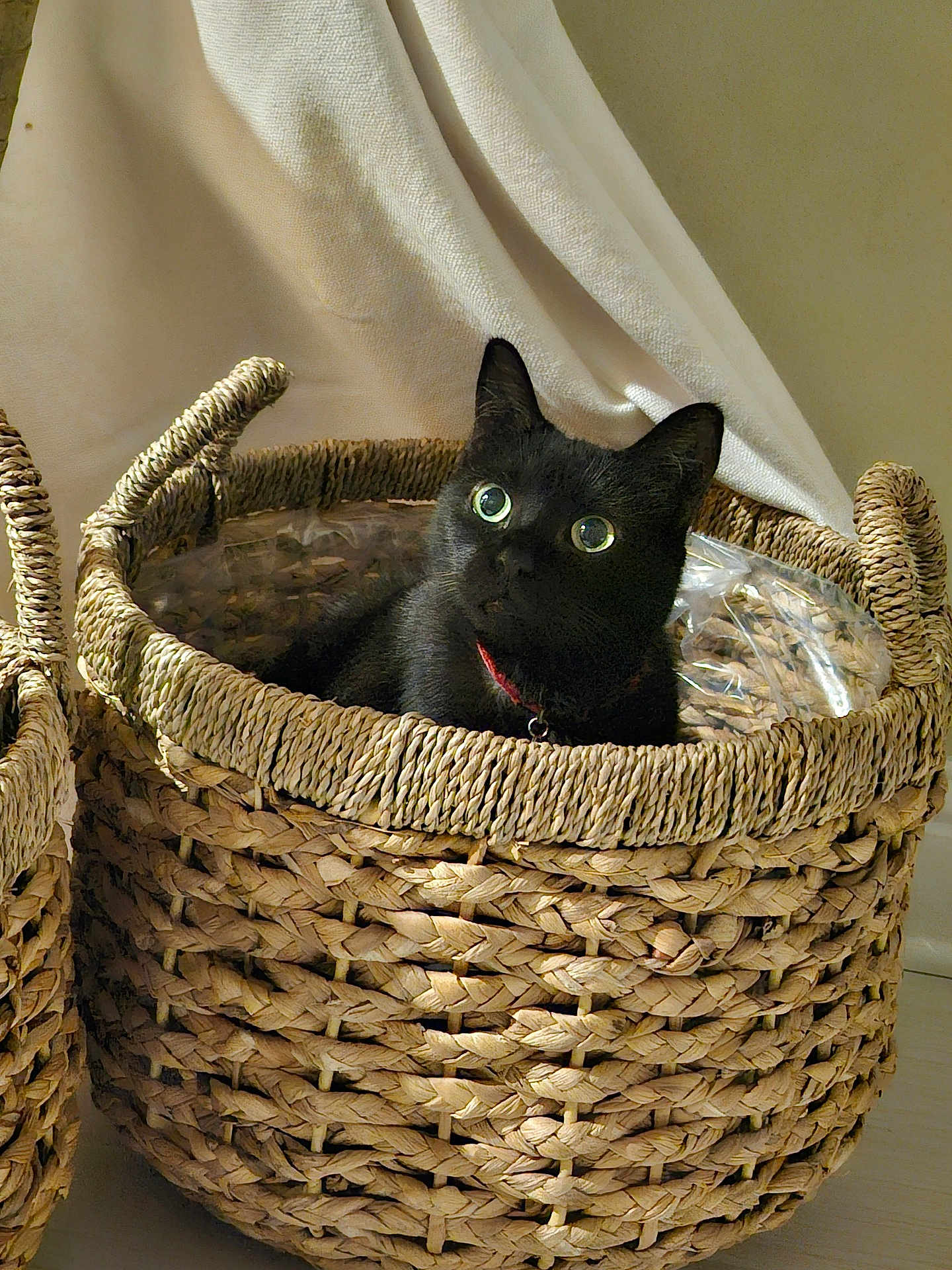 Indigo is registered to the contest to win money with this photo: cat, black_cat, basket, woven, pet, indoor, curious, fur, animal, domestic_animal, eyes, collar, texture, cozy, soft_light, home, cute, sitting, comfort, relaxed