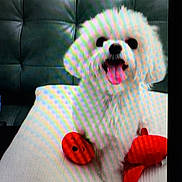 Lizzie joined the competition — help win amazing prizes! dog, white_dog, toy, red_toy, couch, happy, tongue_out, pet, indoor, fluffy, smiling, playful, sitting, furniture, cute, animal, companion, fur, domestic_animal, background