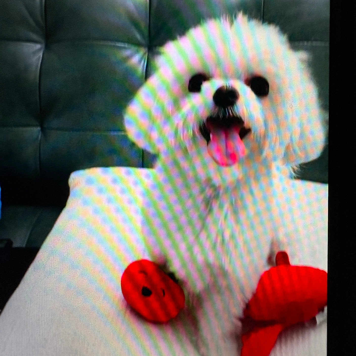 Lizzie joined the competition — help win amazing prizes! animal, background, companion, couch, cute, dog, domestic_animal, fluffy, fur, furniture, happy, indoor, pet, playful, red_toy, sitting, smiling, tongue_out, toy, white_dog