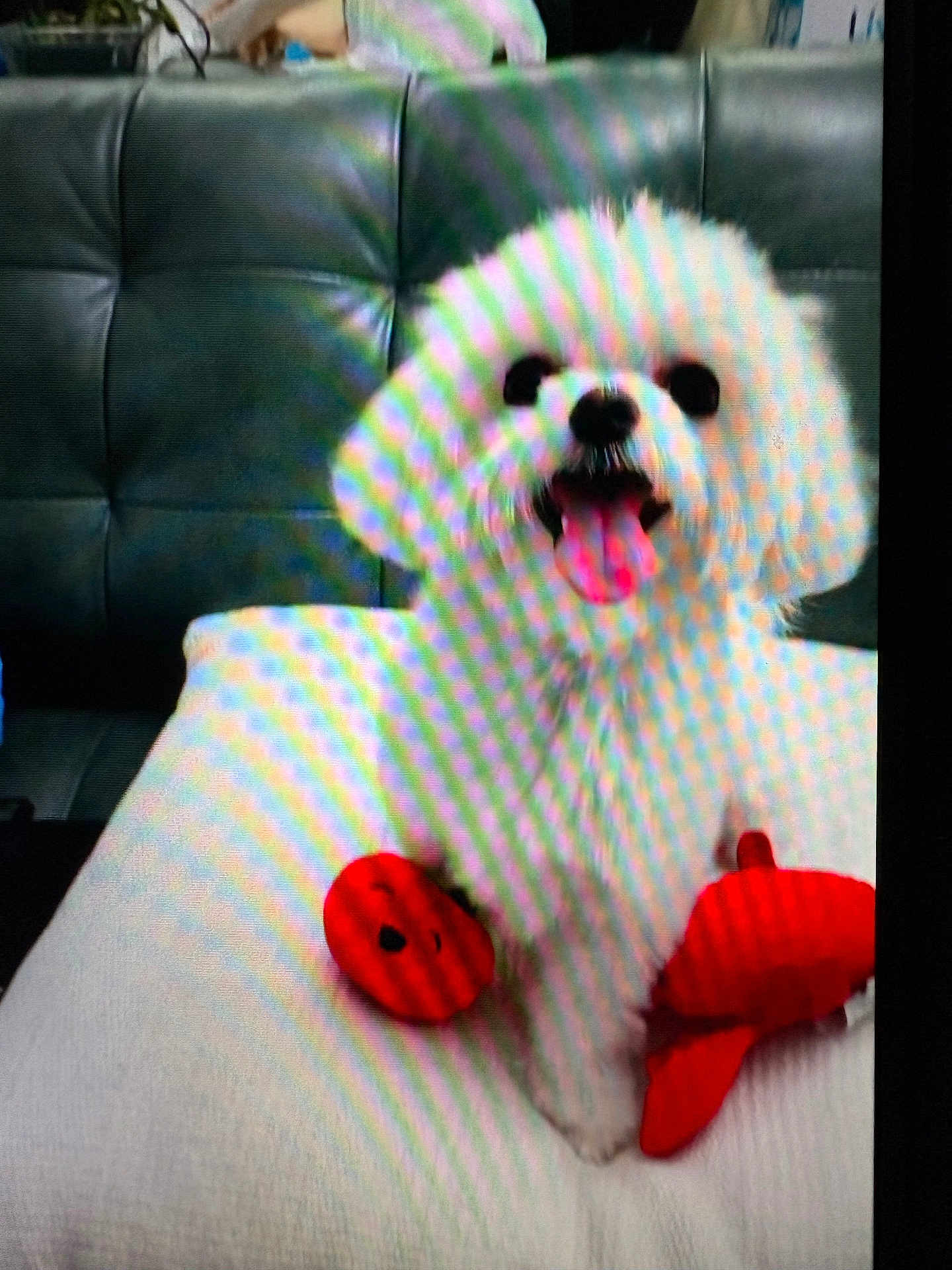 Lizzie joined the competition — help win amazing prizes! dog, white_dog, toy, red_toy, couch, happy, tongue_out, pet, indoor, fluffy, smiling, playful, sitting, furniture, cute, animal, companion, fur, domestic_animal, background