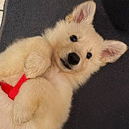 Naya a rejoint le concours — aidez-le/la à gagner de superbes lots ! puppy, dog, fluffy, cream_color, pet, playful, cute, lying_down, red_strap, paws, ears, fur, animal, pet_accessory, indoor, close_up, adorable, young, companion, looking