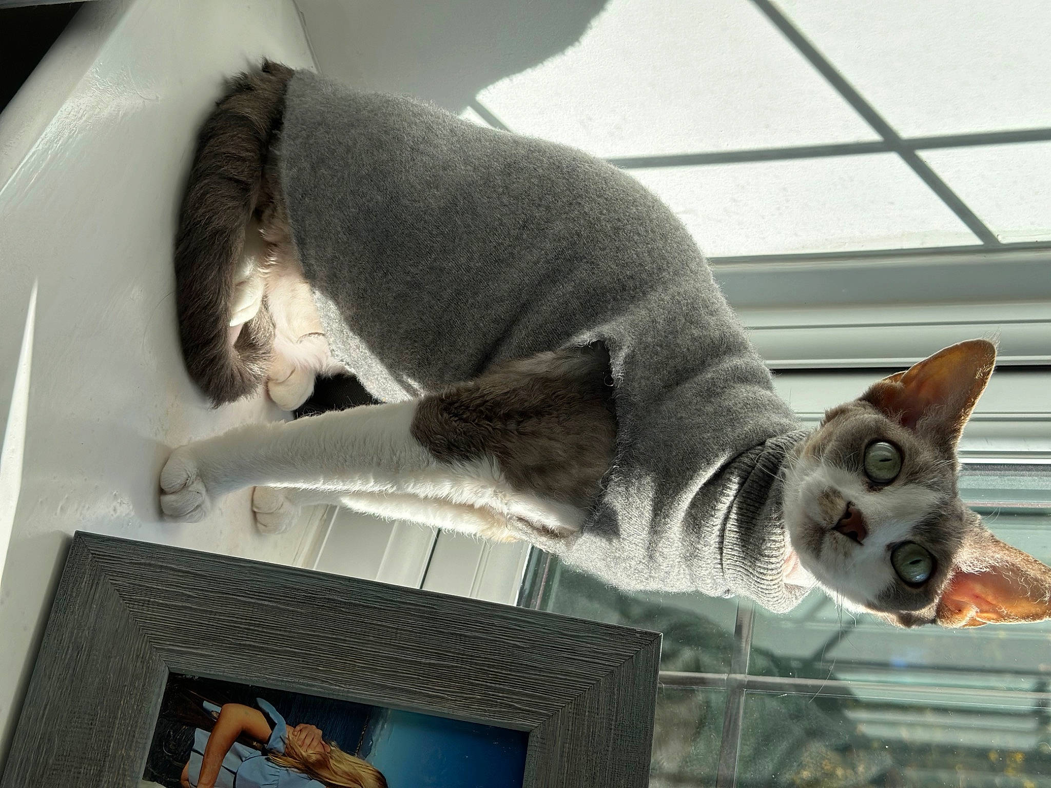 Gremlinka joined the competition — help win amazing prizes! carnivore, cat, cat_supply, comfort, domestic_short_haired_cat, felidae, fur, grey, paw, room, small_to_medium_sized_cats, snout, tail, whiskers