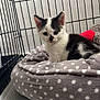 kitten, cat, pet, cage, bed, polka_dot, black_and_white, fur, animal, cute, indoor, young, small, resting, blanket, toy, curious, feline, cozy, soft
