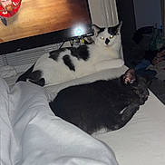 Bubbles joined the competition — help win amazing prizes! cat, black_cat, white_cat, indoor, television, couch, blanket, sleeping, resting, pet, animal, living_room, furniture, human_face_on_tv, curious, relaxed, cozy, home, night, black_and_white