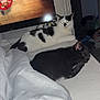 cat, black_cat, white_cat, indoor, television, couch, blanket, sleeping, resting, pet, animal, living_room, furniture, human_face_on_tv, curious, relaxed, cozy, home, night, black_and_white