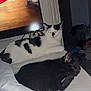 cat, black_cat, white_cat, pets, indoor, couch, television, screen, floor, clutter, relaxing, sleeping, feline, domestic_animal, animal, resting, living_room, curious, night, cozy