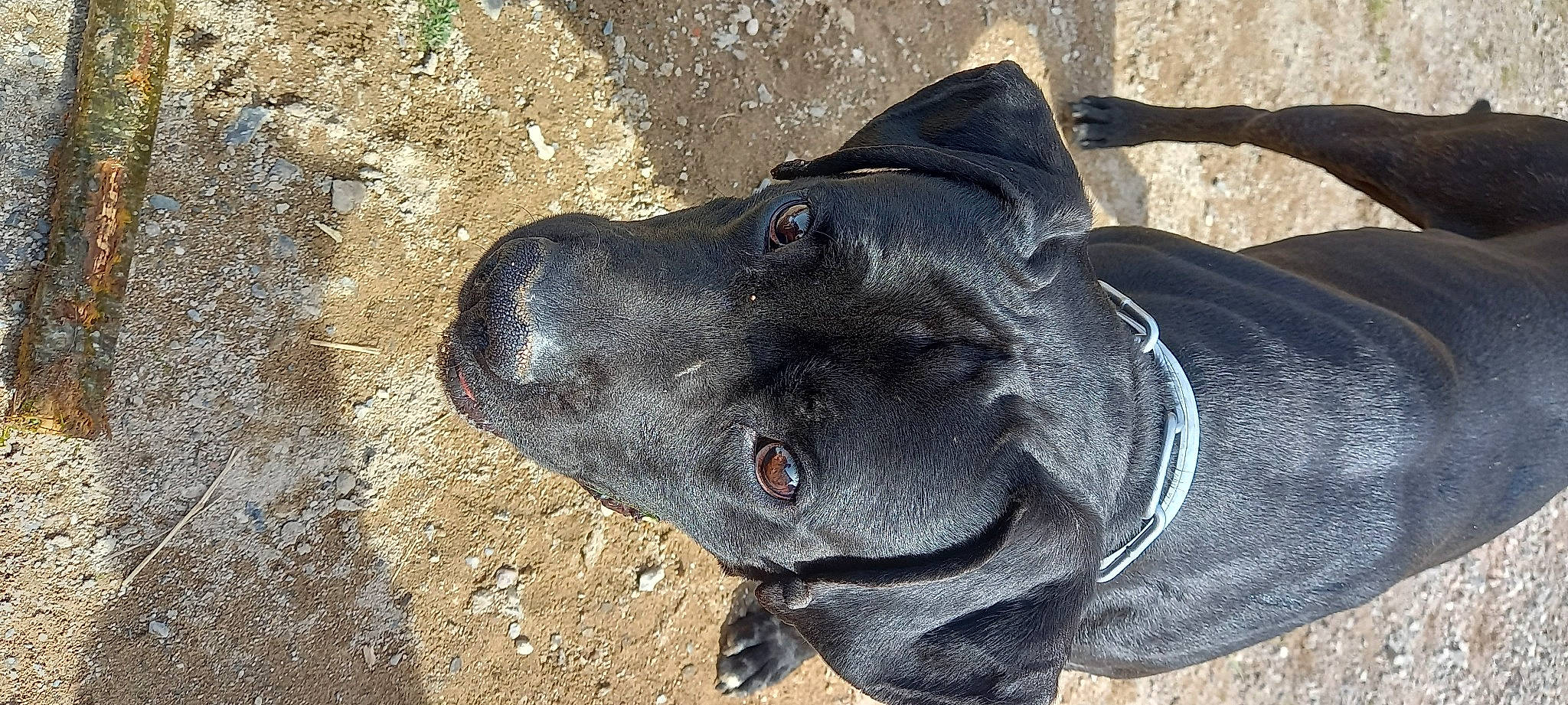 Rocky participe au concours pour gagner de l'argent avec cette photo : borador, canidae, carnivore, collar, companion_dog, dog, dog_breed, dog_collar, electric_blue, fawn, guard_dog, hunting_dog, non_sporting_group, sculpture, snout, sporting_group, terrestrial_animal, whiskers, working_animal