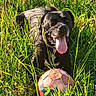 Rocky a rejoint le concours — aidez-le/la à gagner de superbes lots ! animal, black_dog, canine, dog, field, flora, fur, grass, greenery, happy, leisure, muzzle, nature, outdoor, pet, playful, soccer_ball, summer, sunlight, tongue_out