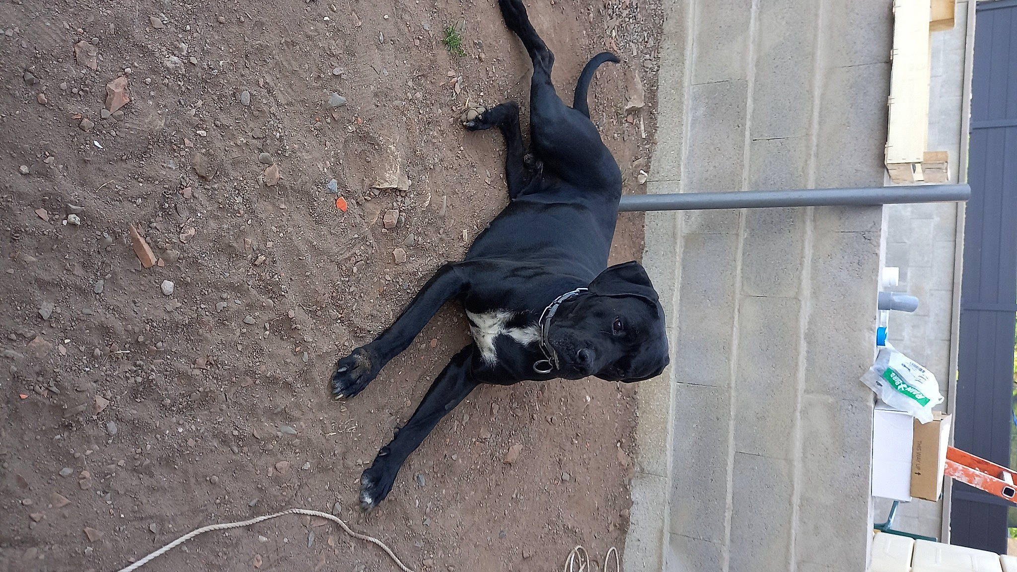 Rocky a rejoint le concours — aidez-le/la à gagner de superbes lots ! asphalt, canidae, carnivore, dog_breed, fur, pet_supply, road_surface, shadow, snout, sporting_group, tail, terrestrial_animal, wing, working_animal