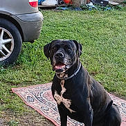 Rocky a rejoint le concours — aidez-le/la à gagner de superbes lots ! alert, animal, backyard, black_dog, car, collar, dog, domestic_animal, friendly, garden_tools, grass, mammal, nature, outdoor, pet, rug, sitting, wheel, white_patches, yard