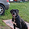 alert, animal, backyard, black_dog, car, collar, dog, domestic_animal, friendly, garden_tools, grass, mammal, nature, outdoor, pet, rug, sitting, wheel, white_patches, yard