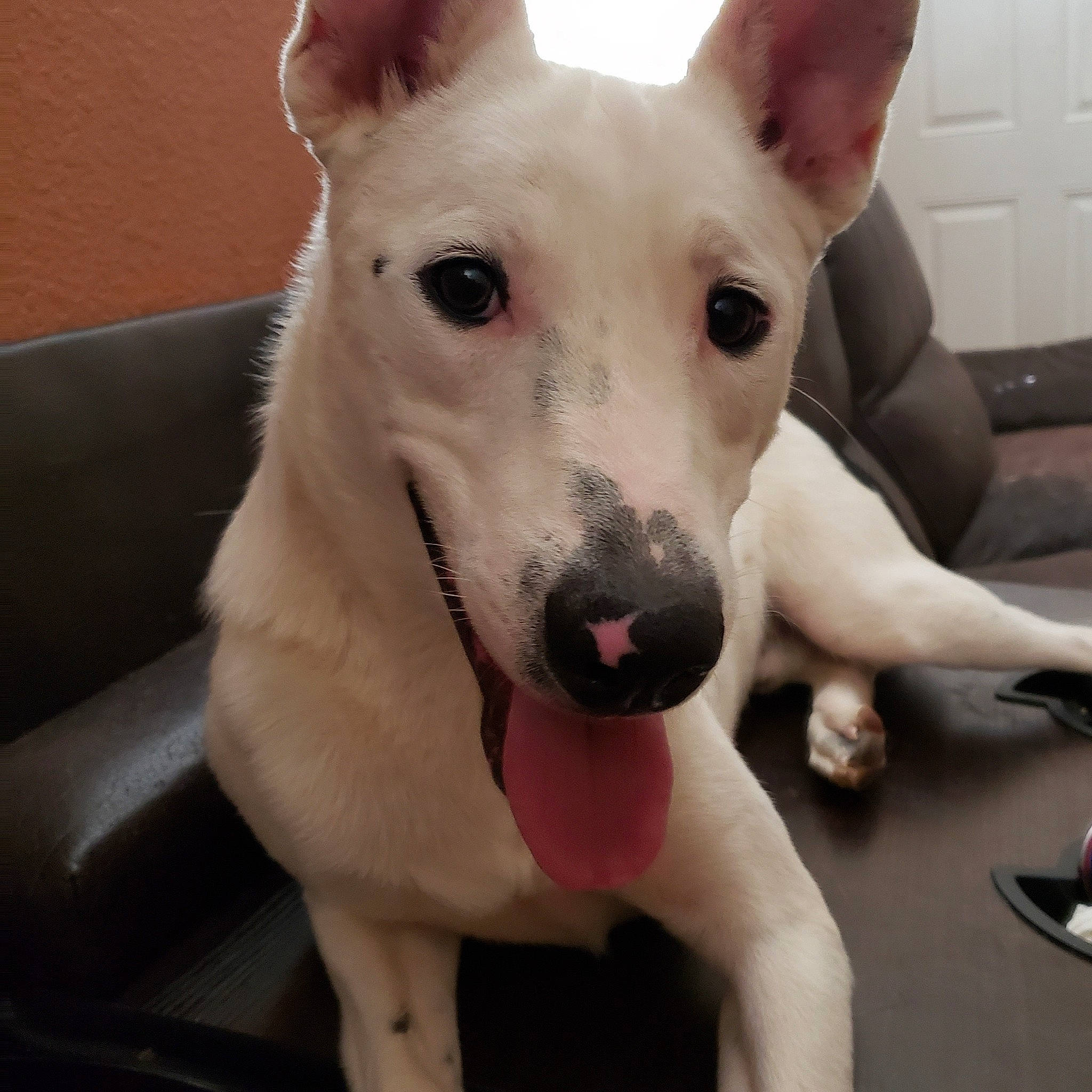 Pig is registered to the contest to win money with this photo: canidae, carnivore, collar, companion_dog, dog, dog_breed, dog_collar, dog_supply, ear, fawn, fur, head, jaw, paw, puppy, snout, sporting_group, terrestrial_animal, whiskers, working_animal