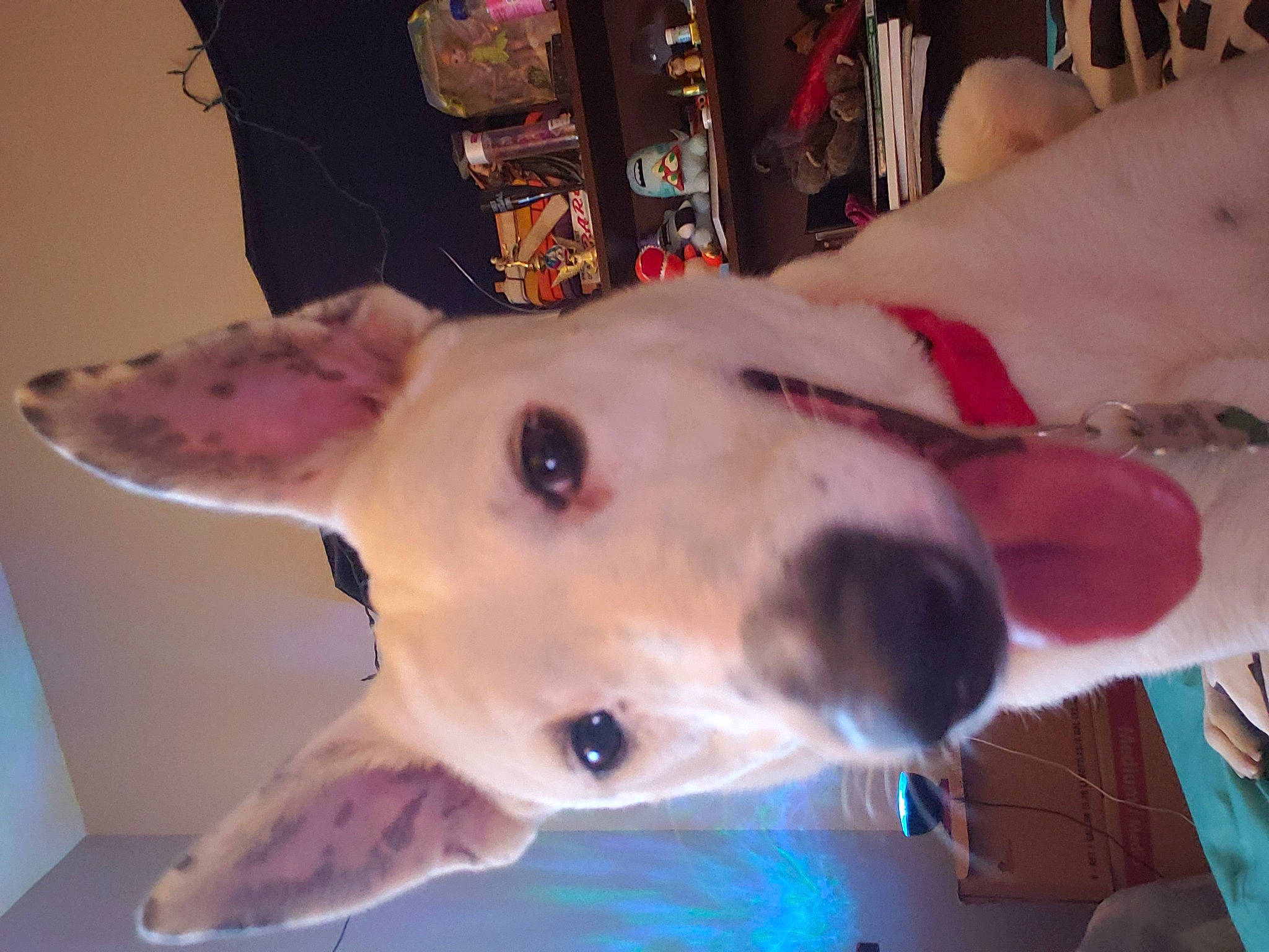 Pig is registered to the contest to win money with this photo: canidae, carnivore, collar, companion_dog, dog, dog_breed, dog_collar, ear, electric_blue, fawn, fun, fur, head, jaw, non_sporting_group, nose, snout, sporting_group, whiskers, working_animal