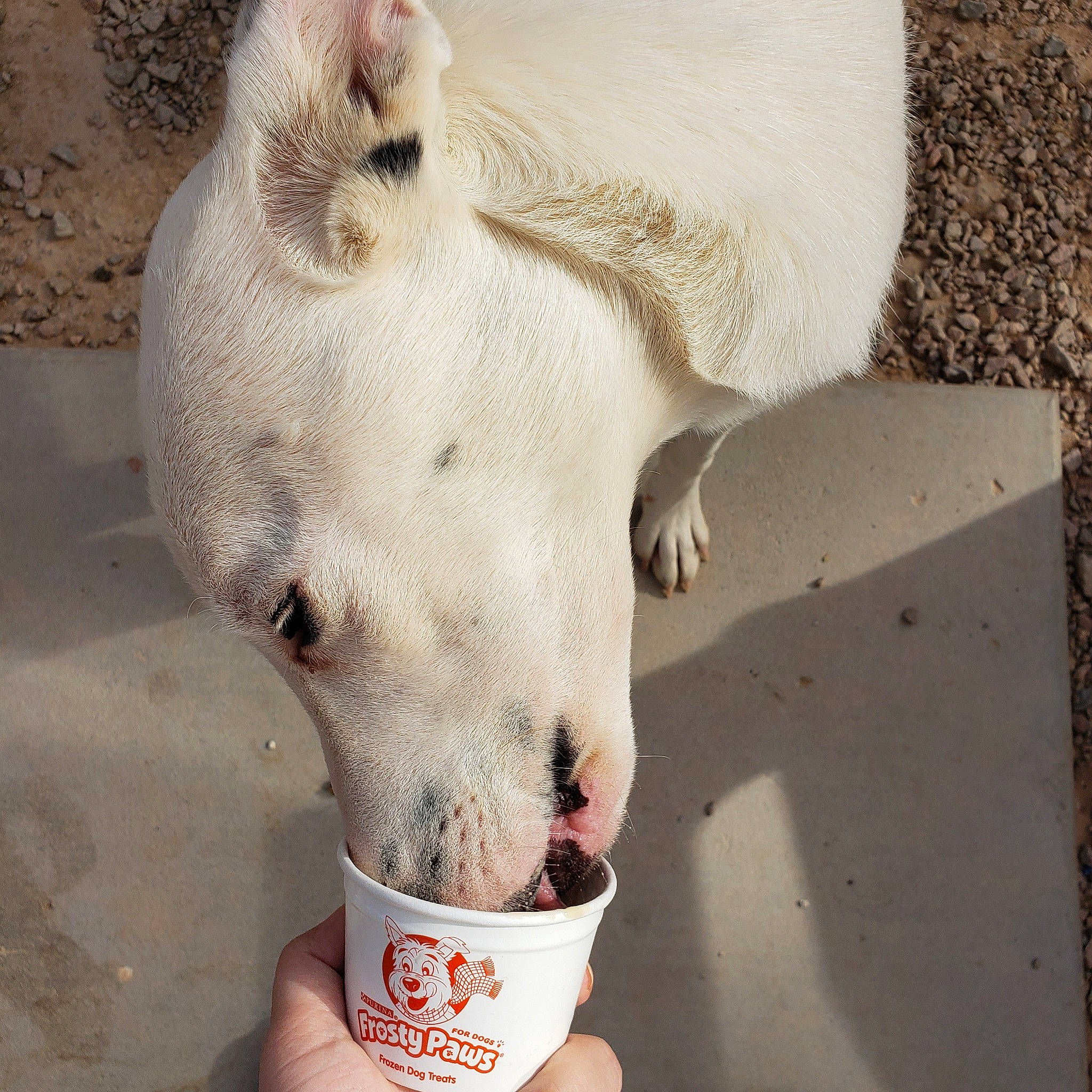 Pig is registered to the contest to win money with this photo: canidae, carnivore, comfort_food, companion_dog, cuisine, dairy, dessert, dish, dog, dog_breed, fawn, food, gesture, ingredient, pet_supply, snout, sporting_group, terrestrial_animal, whiskers, white