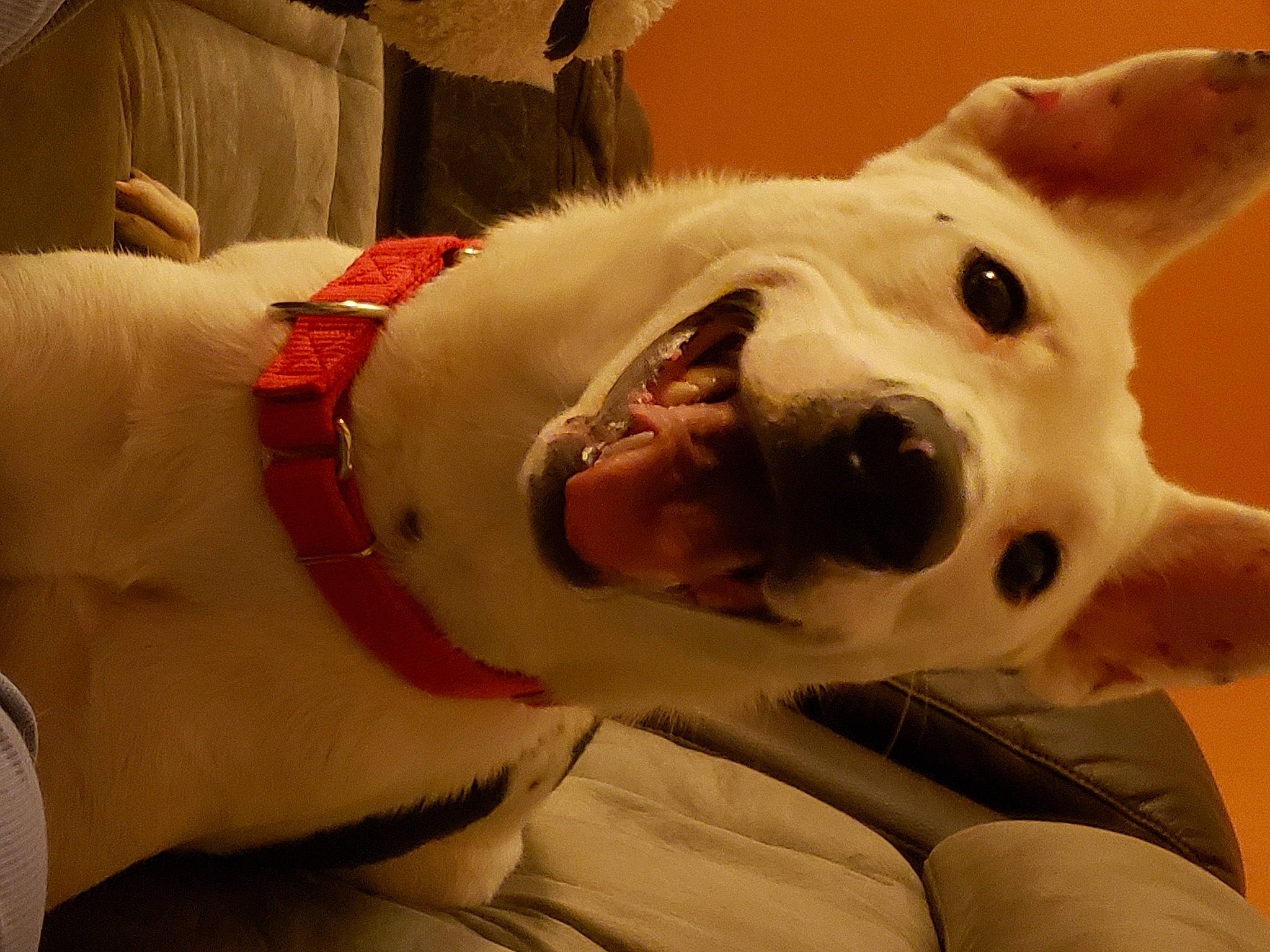 Pig joined the competition — help win amazing prizes! canidae, carnivore, collar, companion_dog, dog, dog_breed, dog_collar, ear, fawn, fur, happy, jaw, leash, paw, selfie, smile, snout, sporting_group, whiskers, working_animal