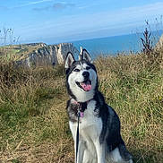 Mari participe au concours pour gagner de l'argent avec cette photo : dog, siberian_husky, grass, cliff, ocean, blue_sky, leash, outdoor, nature, pet, happy, tongue_out, sunny, animal, canine, walking, field, scenic, smiling, daytime
