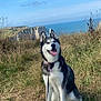 dog, siberian_husky, grass, cliff, ocean, blue_sky, leash, outdoor, nature, pet, happy, tongue_out, sunny, animal, canine, walking, field, scenic, smiling, daytime