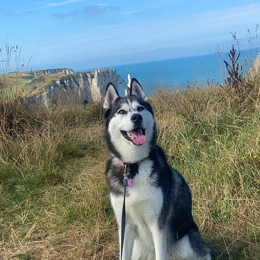 Mari participe au concours pour gagner de l'argent avec cette photo : animal, blue_sky, canine, cliff, daytime, dog, field, grass, happy, leash, nature, ocean, outdoor, pet, scenic, siberian_husky, smiling, sunny, tongue_out, walking