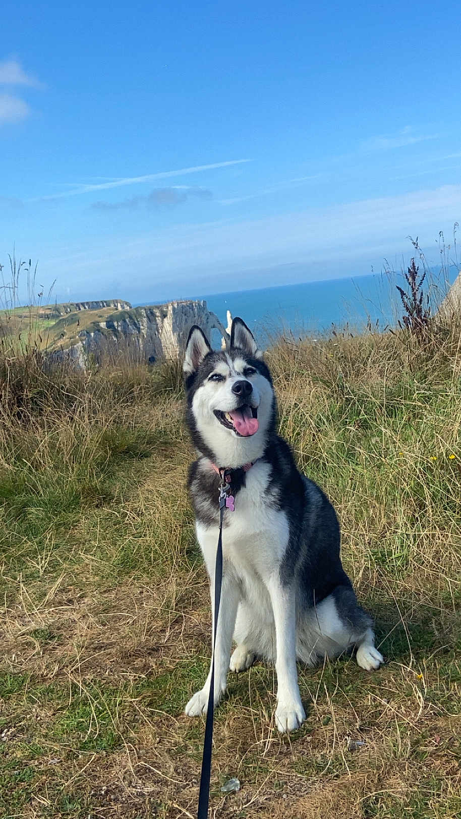 Mari participe au concours pour gagner de l'argent avec cette photo : dog, siberian_husky, grass, cliff, ocean, blue_sky, leash, outdoor, nature, pet, happy, tongue_out, sunny, animal, canine, walking, field, scenic, smiling, daytime