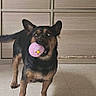 Tam a rejoint le concours — aidez-le/la à gagner de superbes lots ! dog, toy, indoor, floor, cabinet, pet, animal, playful, small_dog, brown, black, ears, tail, mouth, ball, standing, alert, home, cute, pet_toy
