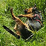 Tam a rejoint le concours — aidez-le/la à gagner de superbes lots ! dog, grass, outdoor, playful, pet, animal, harness, greenery, nature, rolling, canine, summer, sunlight, fur, black, brown, happy, active, wildlife, daytime