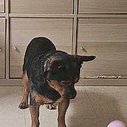 Tam a rejoint le concours — aidez-le/la à gagner de superbes lots ! dog, small_dog, indoor, floor, tile_floor, wooden_cabinet, ball, pink_ball, pet, animal, curious, playful, standing, brown_dog, black_dog, cabinet_drawers, home_interior, toy, watching, domestic