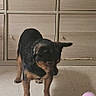 dog, small_dog, indoor, floor, tile_floor, wooden_cabinet, ball, pink_ball, pet, animal, curious, playful, standing, brown_dog, black_dog, cabinet_drawers, home_interior, toy, watching, domestic