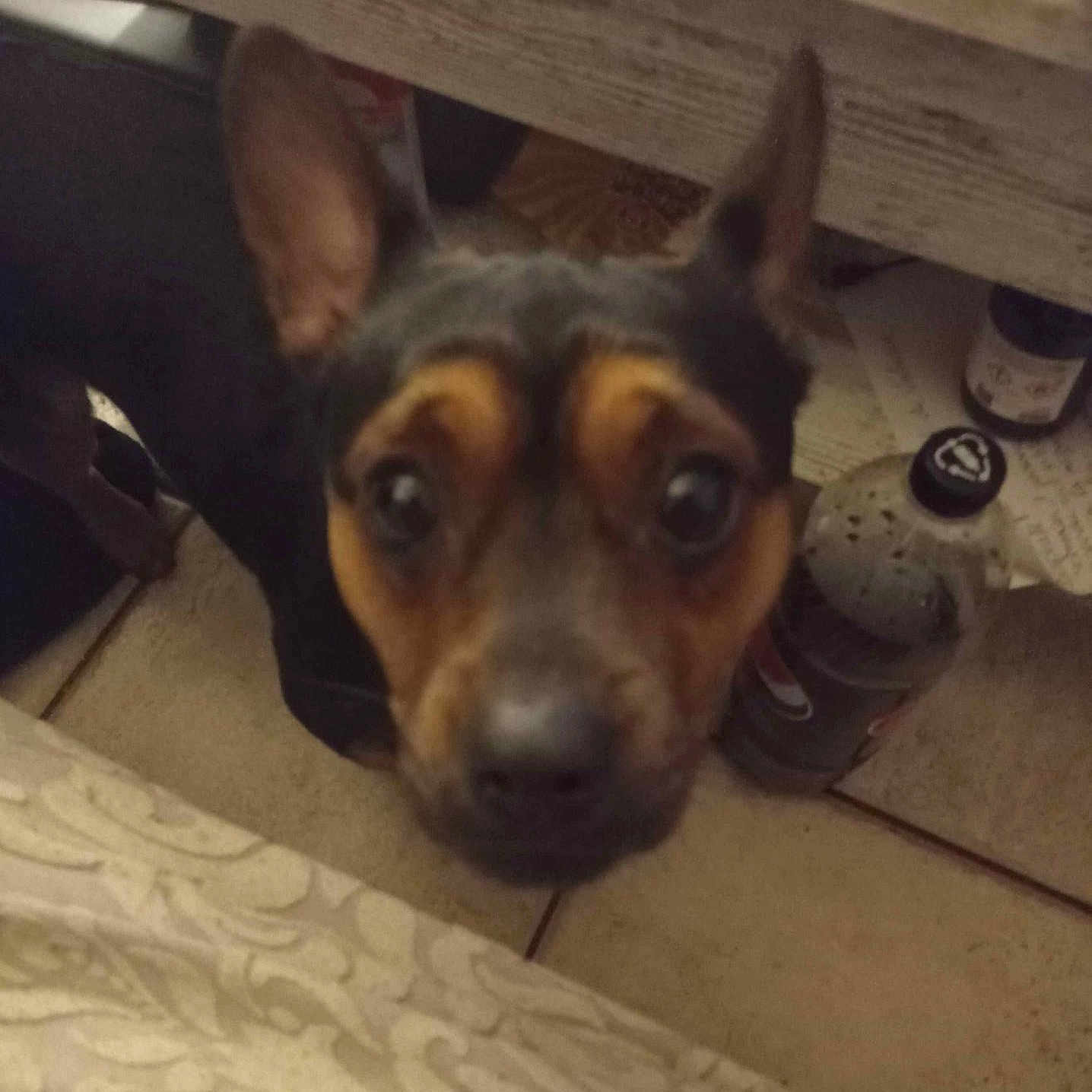 Tam