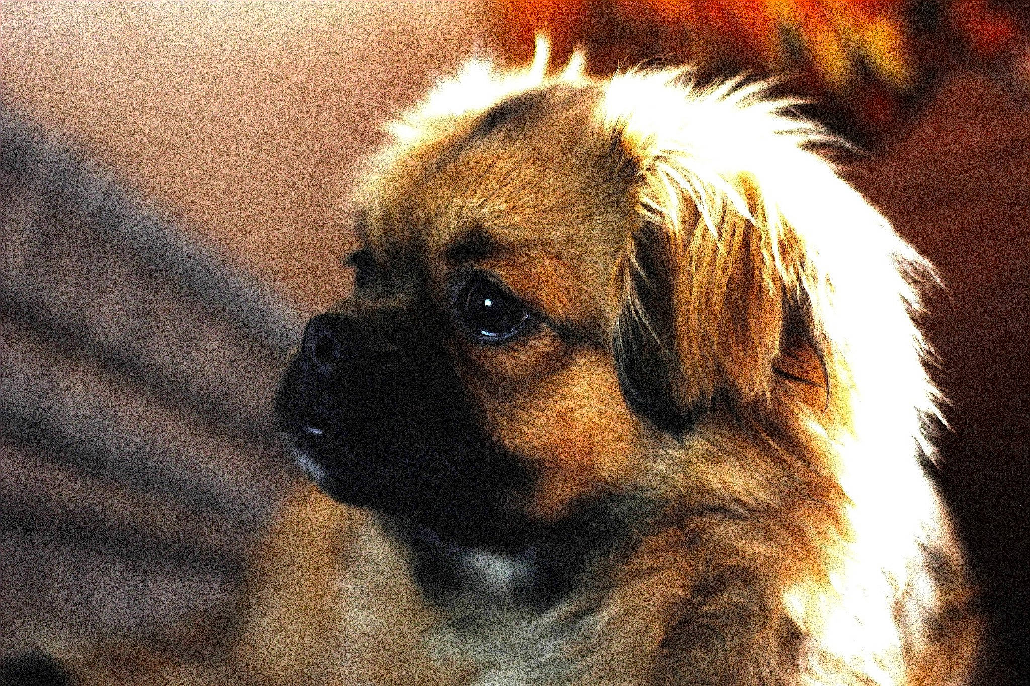 Samy participe au concours pour gagner de l'argent avec cette photo : ancient_dog_breeds, canidae, carnivore, close_up, companion_dog, dog, dog_breed, fawn, fur, liver, puppy, snout, sporting_group, terrestrial_animal, tibetan_spaniel, toy_dog, tree, whiskers, working_animal, working_dog