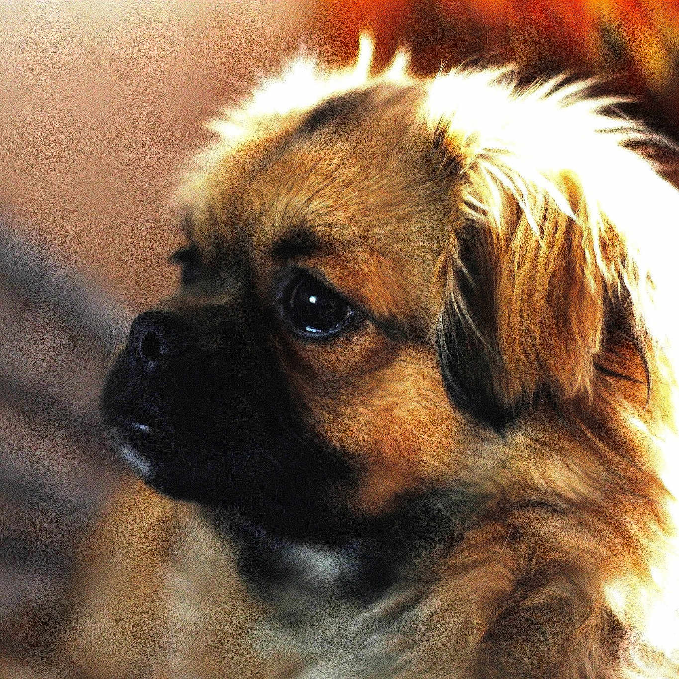 Samy