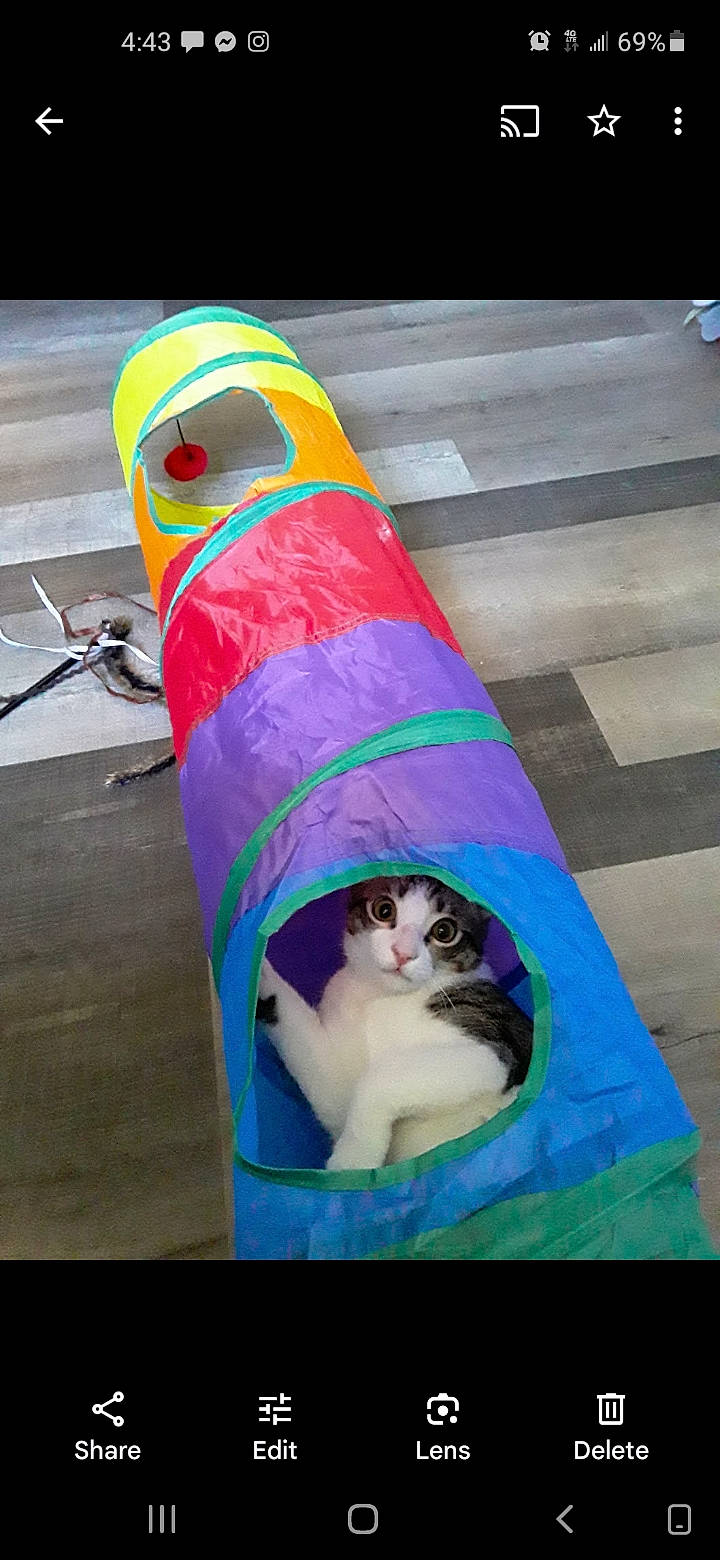 Milo is registered to the contest to win money with this photo: art, carmine, carnivore, cat, cat_supply, cone, felidae, flooring, fun, games, human_leg, inflatable, linens, magenta, purple, recreation, small_to_medium_sized_cats, tail, visual_arts, whiskers