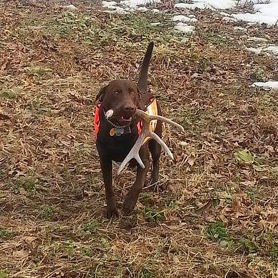 Cabela joined the competition — help win amazing prizes! canidae, carnivore, dog, dog_breed, field_trial, hunting_dog, labrador_retriever, patterdale_terrier, pointer, pointing_breed, retriever, sporting_group, tail